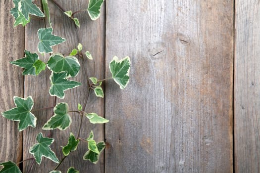 Leaves over wooden background.With copy space