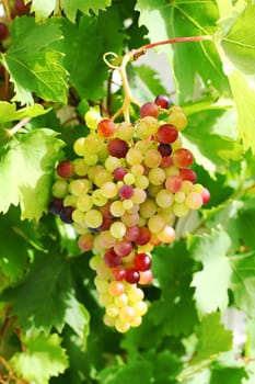 Unripe grapes and vine leaves close up