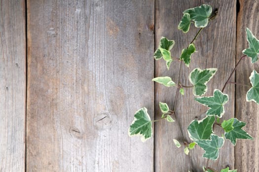 Leaves over wooden background.With copy space