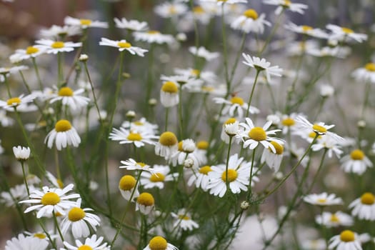 Chamomile flowers - a widely used medicinal plant