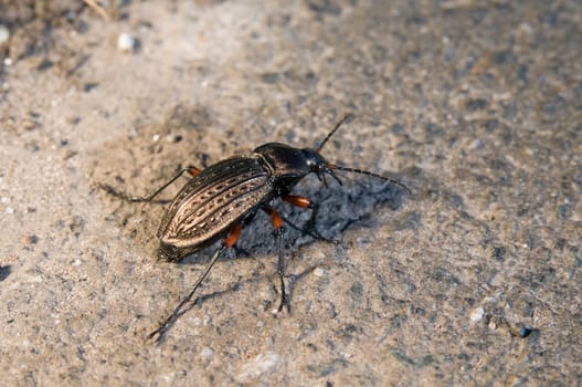 Close-up of a brown ground beetle (carabus granulatus) on brown asphalt  View from the back at an angle