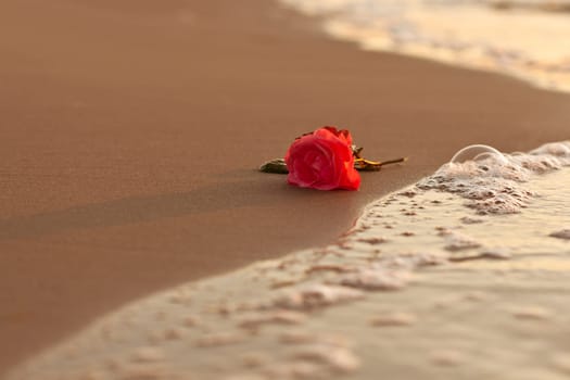 Rose on the beach