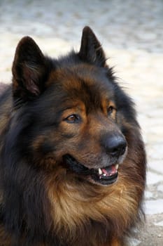 Eurasier Portrait