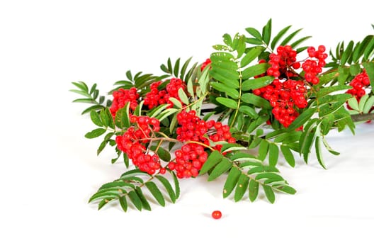 rowanberries,red,autumn,mountain ash
