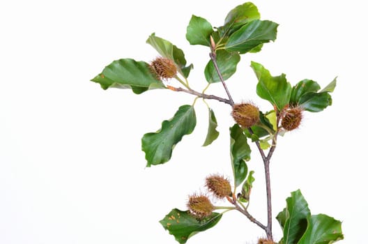 European Beech,Beech,Beech,Beech Leaves,Autumn