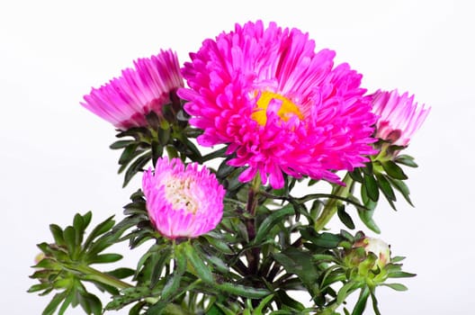Autumn asters pink as a floral background