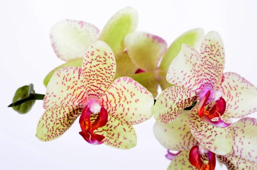 Orchids Blossoms Zen Wellness