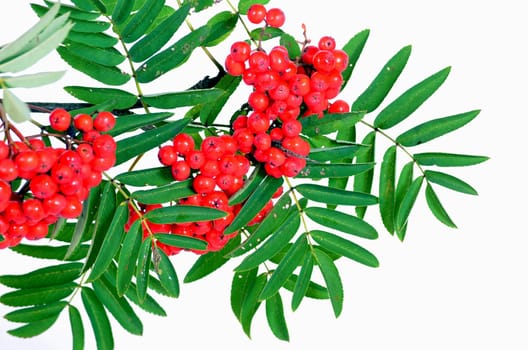 rowanberries,red,autumn,mountain ash