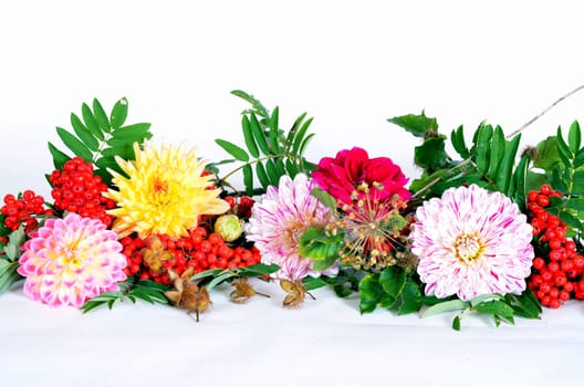 colorful autumn flowers dahlias