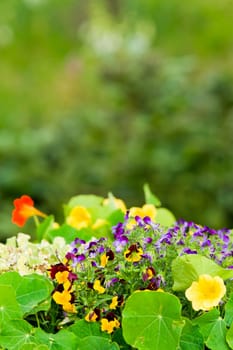 Summer garden flower colorful violet pansy sunny portrait