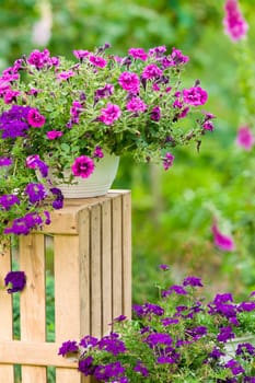 Garden violet flower in pot purple standing on crate portrait