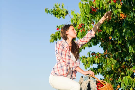 Cherry tree beautiful woman harvest summer sunny countryside on ladder