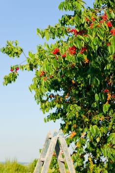 Cherry tree harvest sunny summer portrait ladder