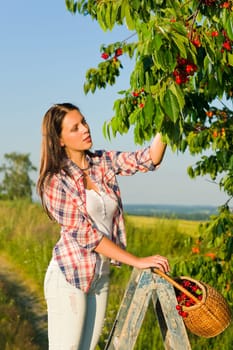 Cherry tree beautiful woman harvest summer sunny countryside on ladder