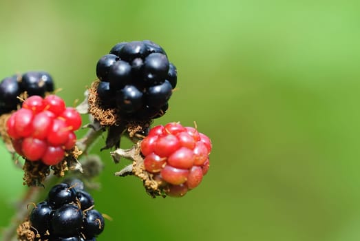 blackberries