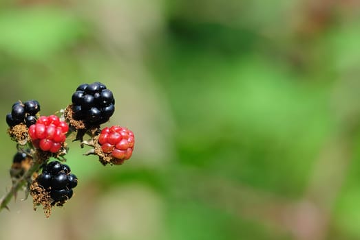 blackberries