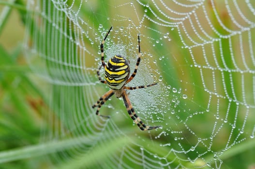 Wasp spider