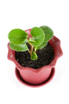 ficus plant at pot isolated on a white