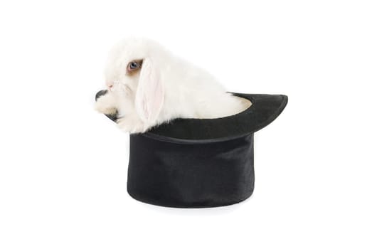 White rabbit at black hat isolated on a white background