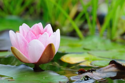 water lily