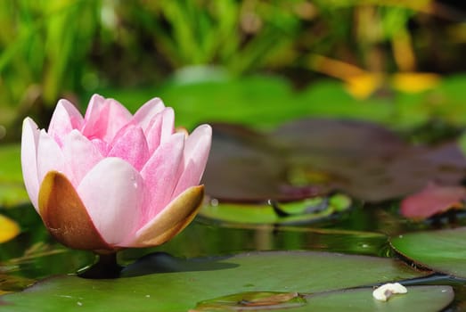water lily