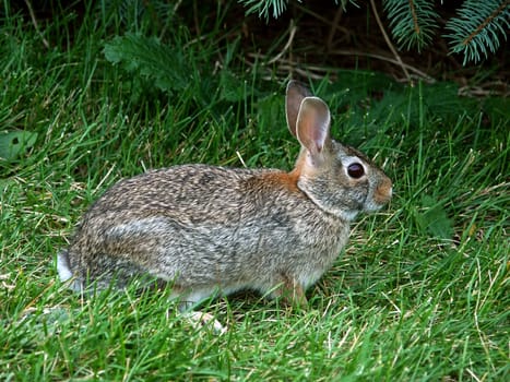 Eastern Cottontail Rabbit (Sylvilagus floridanus) in a grass lawn in Illinois.