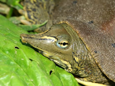 Spiny Softshell Turtle (Apalone spinifera) in central Illinois.