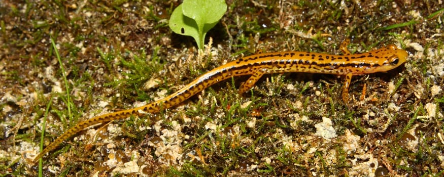Long-tailed Salamander (Eurycea longicauda) in the southern USA.