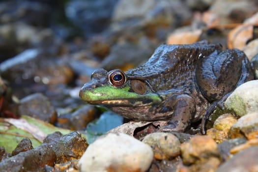 Green Frog (Rana clamitans) sitting on the edge of the Kishwaukee River in Illinois.