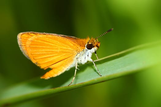 Skipper Butterfly rests on a leaf in United States Prairie.