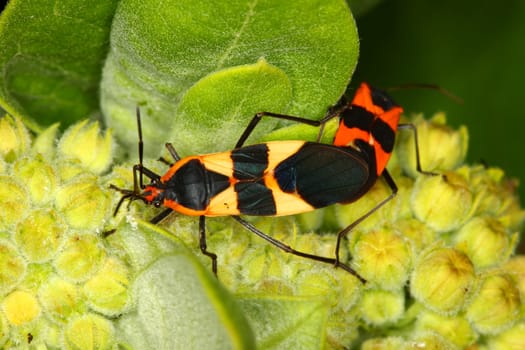 Milkweed bugs (Oncopeltus fasciatus) in a northern Illinois natural area.