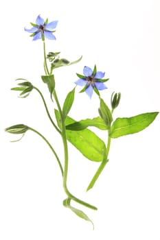 Borage,blooming,isolated against white background