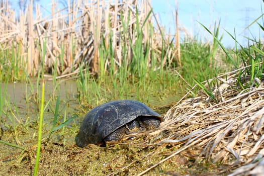 Blandings Turtle (Emydoidea blandingii) basking on vegetation in a marsh of northern Illinois.