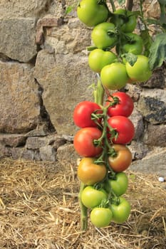 ripe and unripe tomatoes