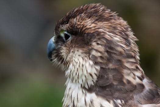 Laggar Falcon