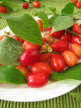 Cornelian cherries
