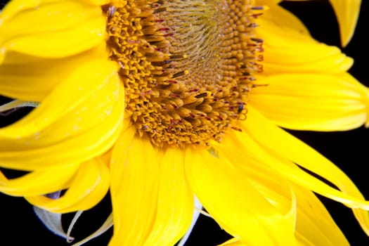 sunflower macro on black background