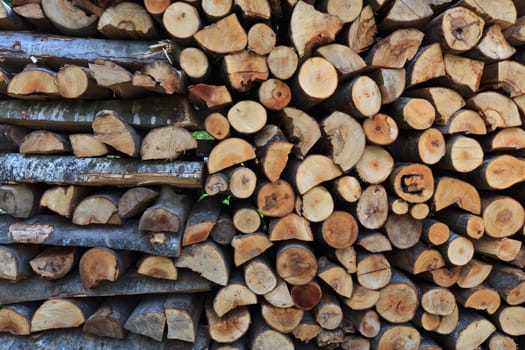 a lot of trees cut and stacked