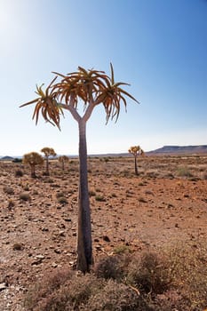 Quiver tree in lonely landscape in South Africa - portrait format