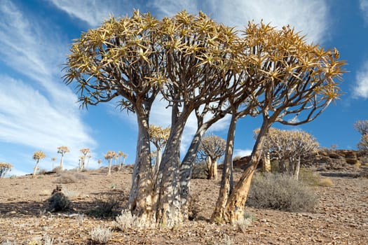 Huge quiver trees in South African landscape - landscape text space