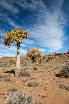 rare quiver trees in South Africa in the national park - portrait format