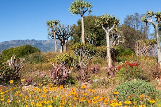 Blooming landscape in South Africa - landscape - text space