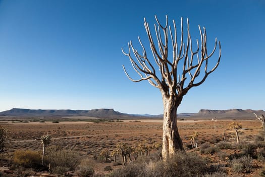 Wide Landscape - Steppe and Mountains in South Africa - landscape format - text space