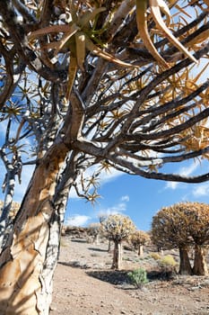 old quiver tree in south africa - portrait format - text space