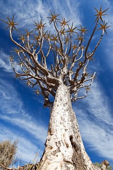 huge,old quiver tree in front of blue sky photographed from below - portrait format