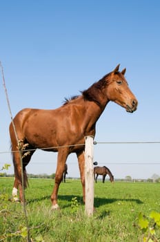 Full length view of a brown horse in a paddock in East Frisia