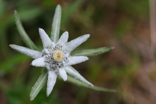a great and beautiful edelweiss in nature