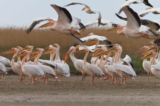 white pelicans in the Danube Delta, Romania