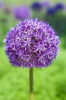 Close-up of an ornamental leek