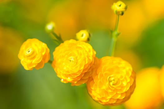 Close-up of a yellow flower blossom